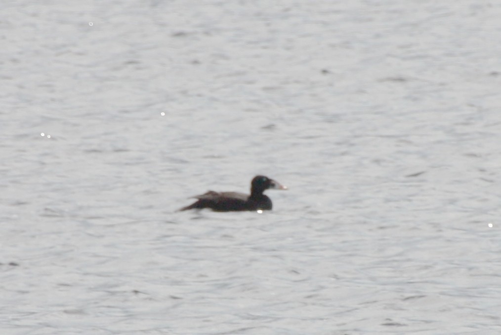 White-winged Scoter - ML440061081