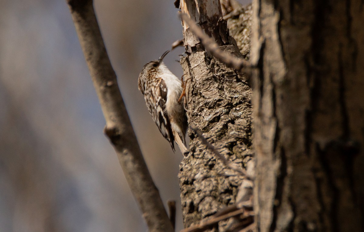 Brown Creeper - ismael chavez