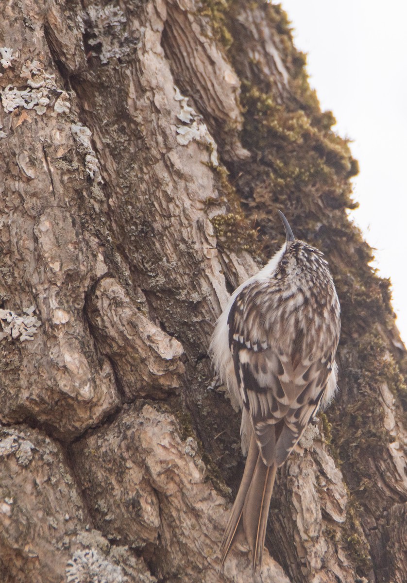 Brown Creeper - ML440061631