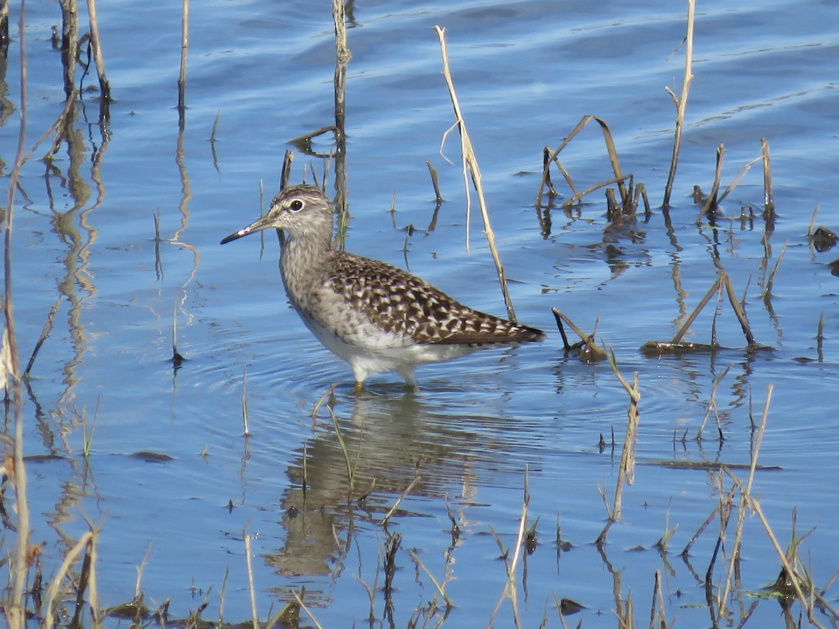 Wood Sandpiper - ML440062131