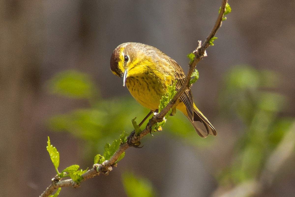 Palm Warbler - ML440062221