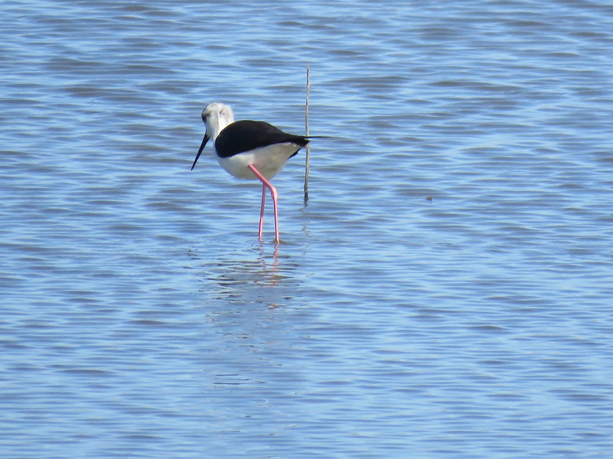 Black-winged Stilt - ML440062261