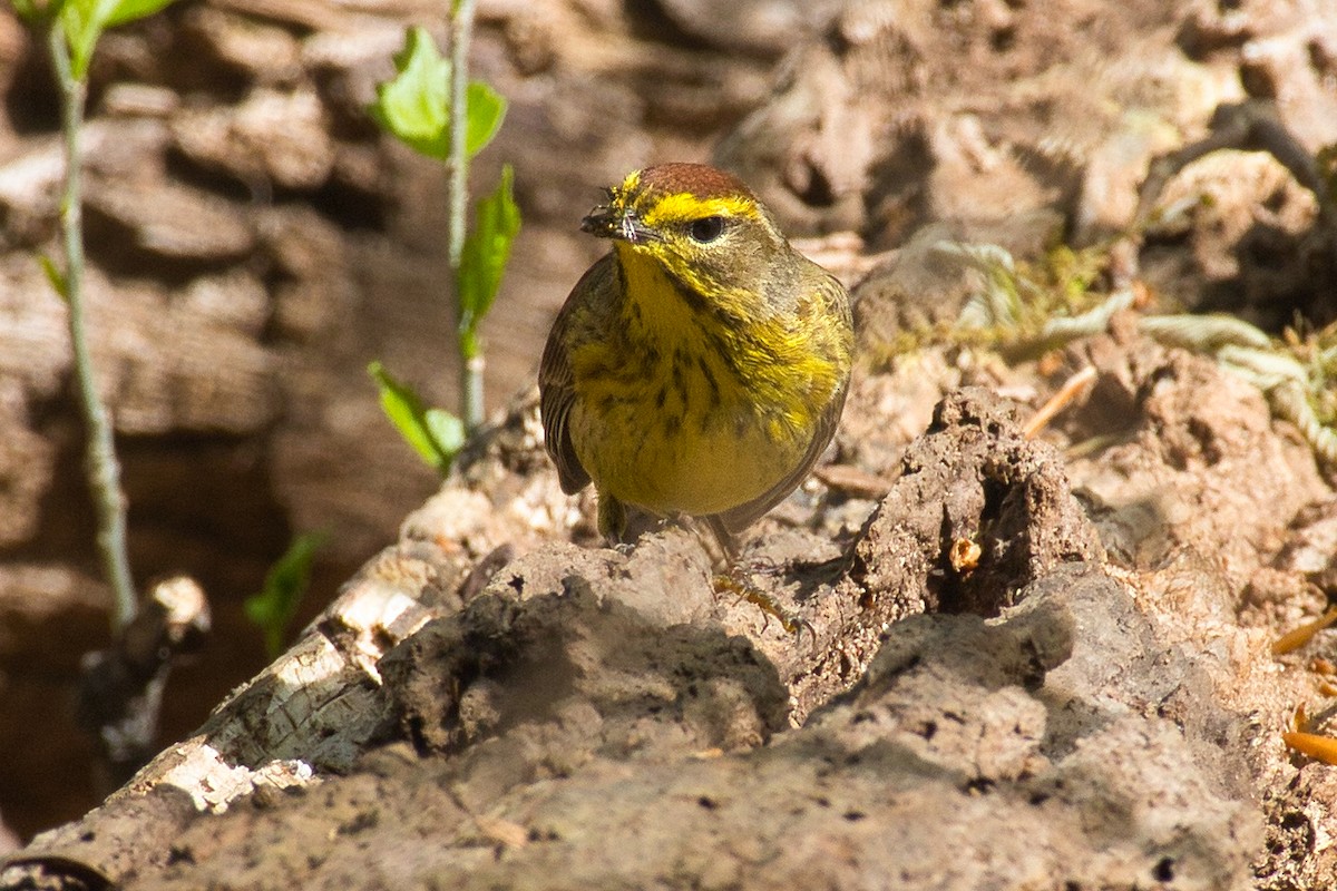 Palm Warbler - ML440065161
