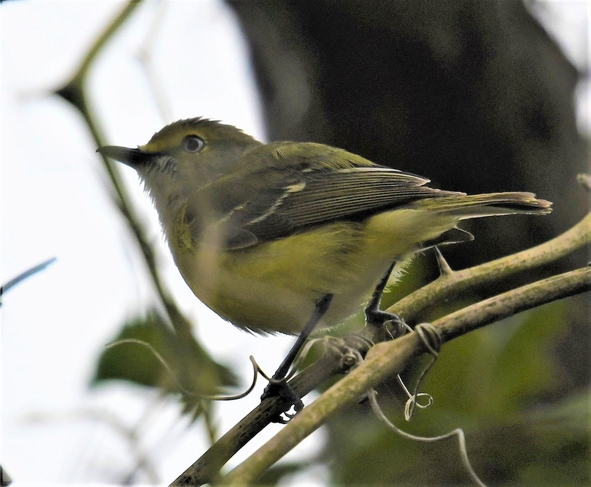 Ak Gözlü Vireo - ML440066351