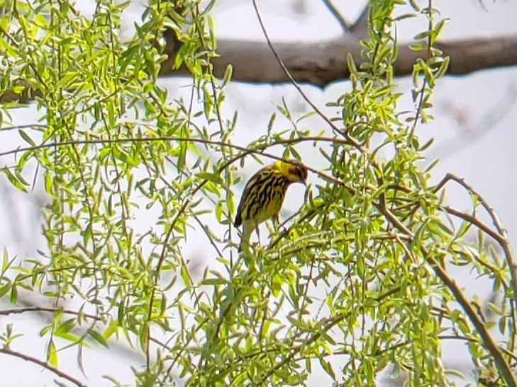 Cape May Warbler - Gavin Svenson