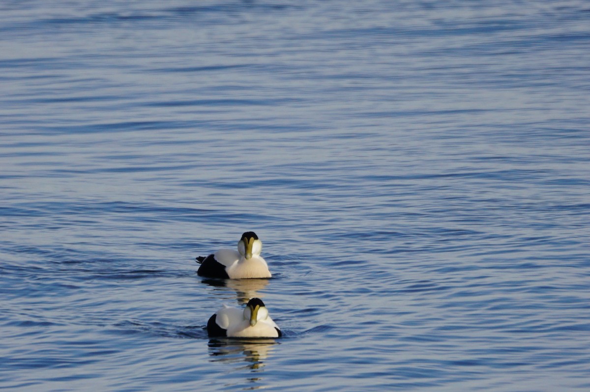 Eider arrunta - ML44006761