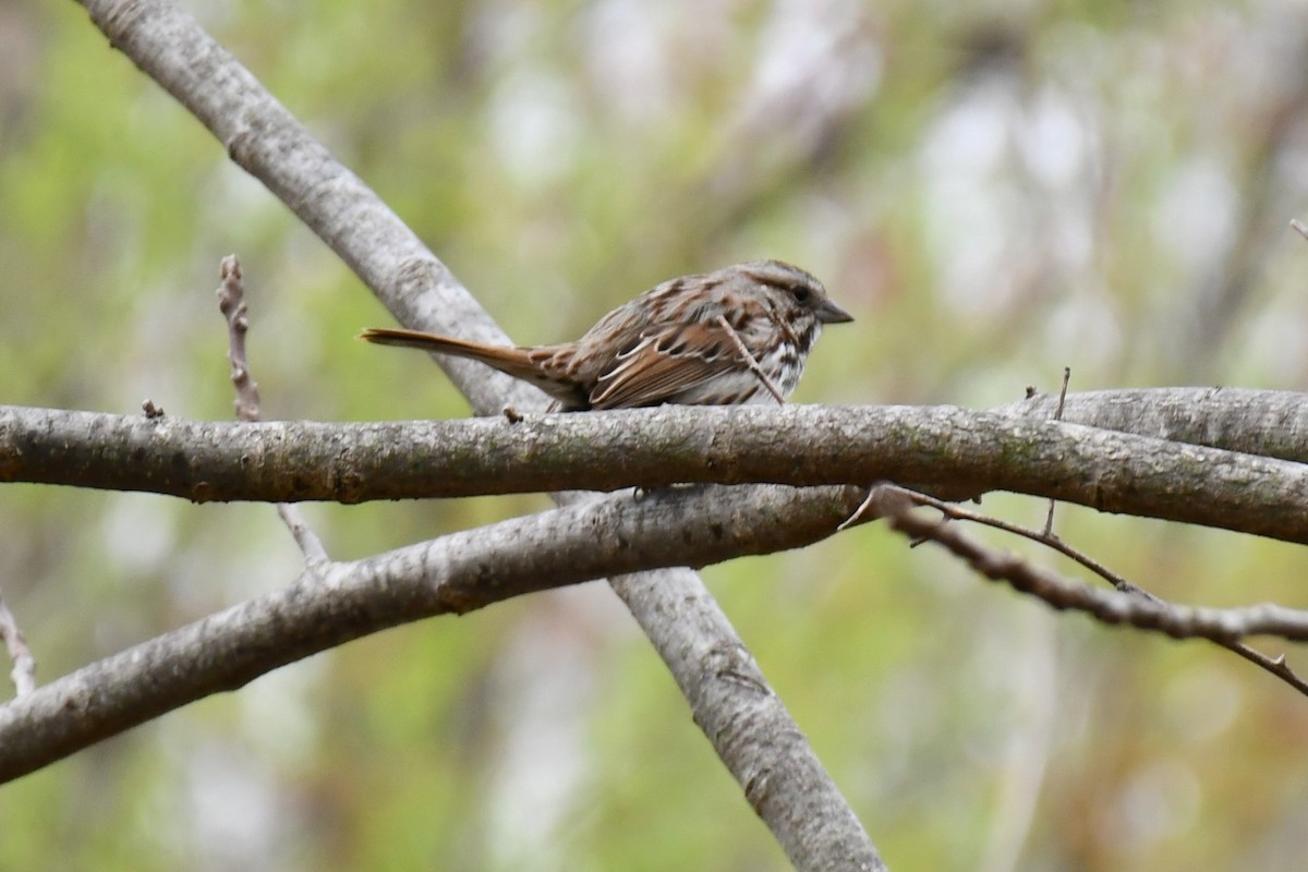 Song Sparrow - ML440069981