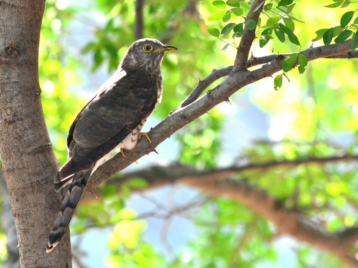 Common Hawk-Cuckoo - Renuka Vijayaraghavan