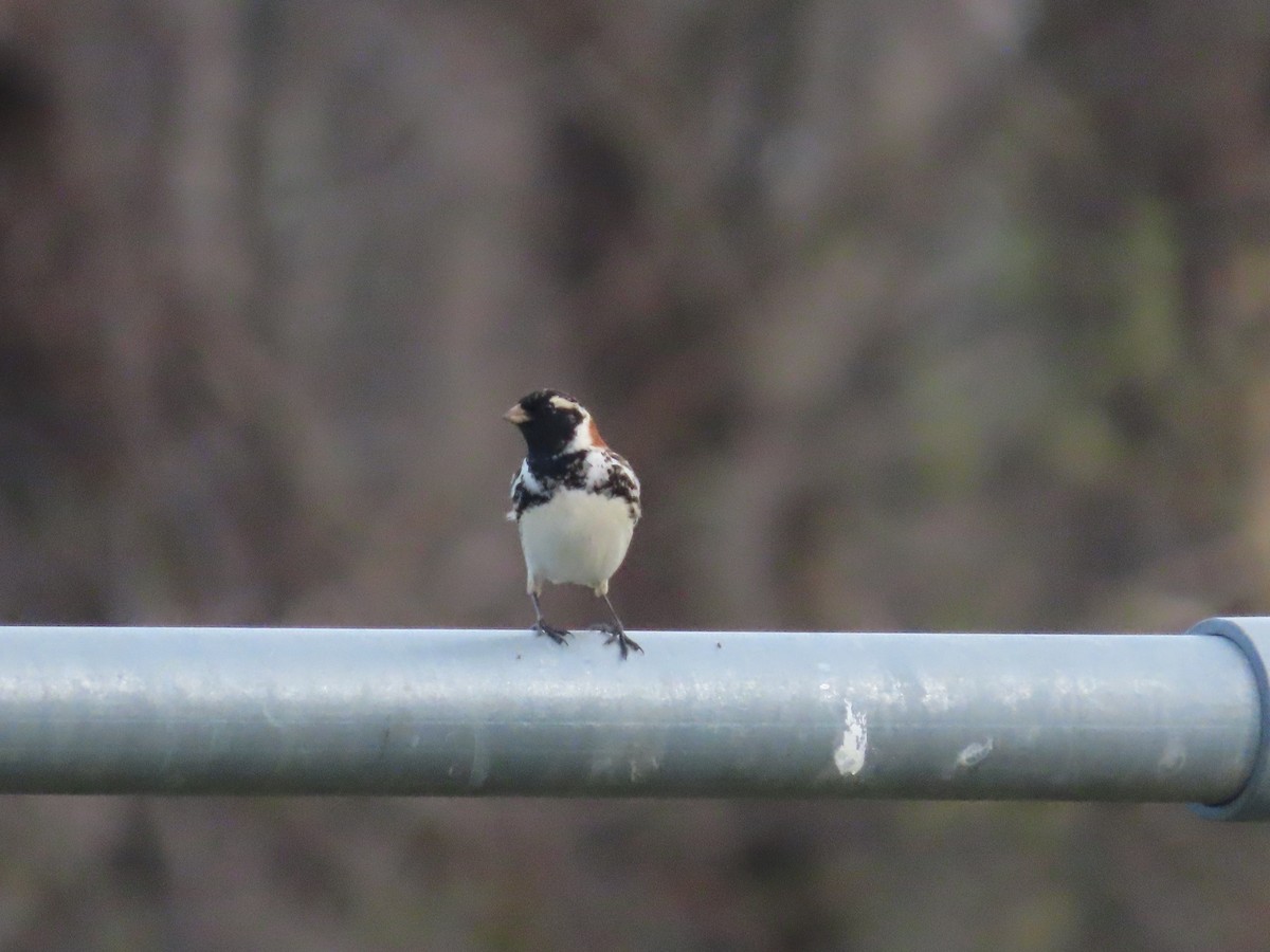 Lapland Longspur - Christopher Hollister