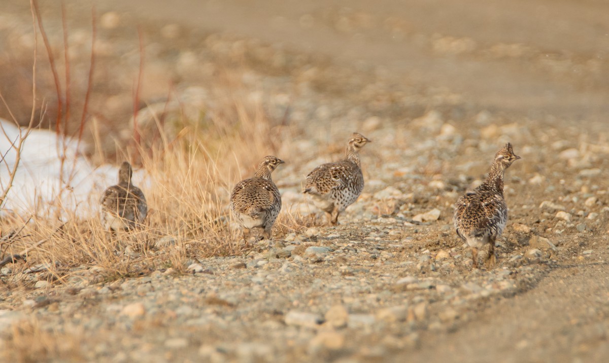 Sharp-tailed Grouse - ML440072951