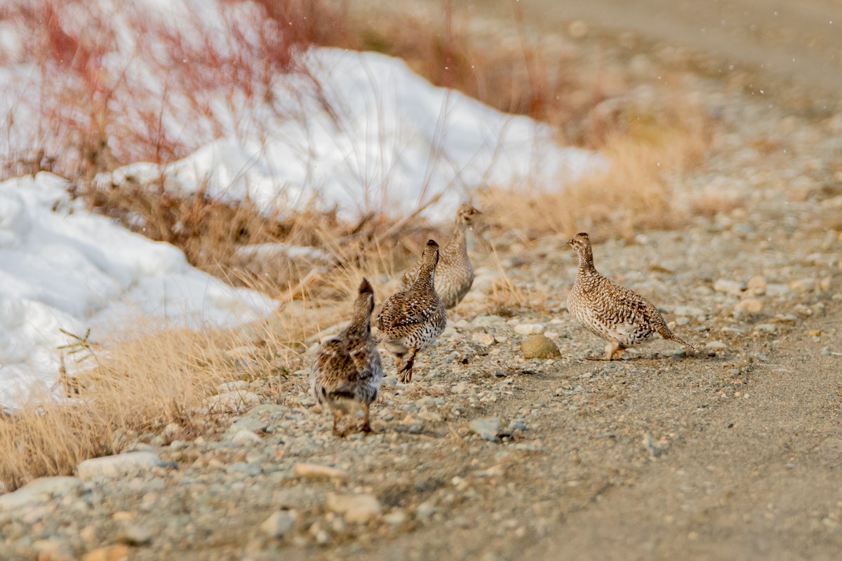 Sharp-tailed Grouse - ML440072961