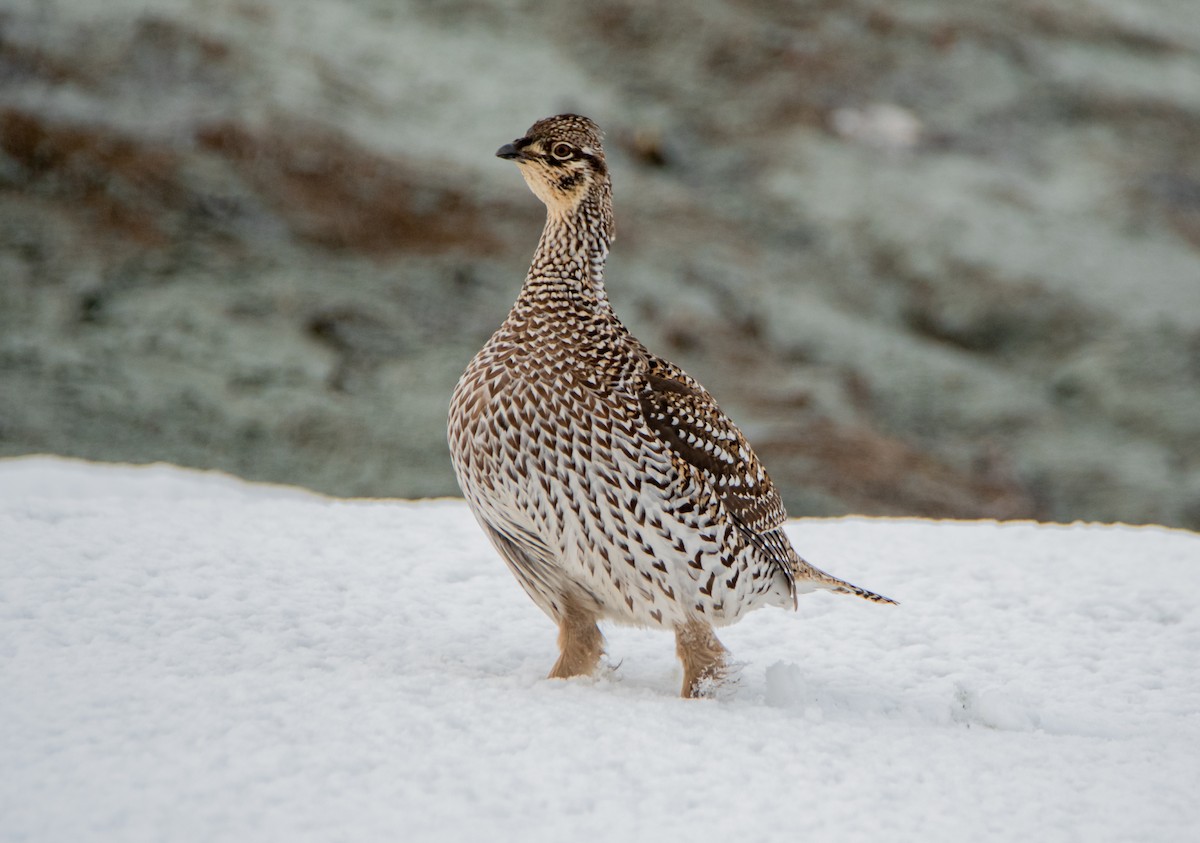 Sharp-tailed Grouse - ML440072971