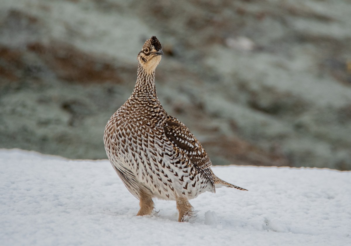 Sharp-tailed Grouse - ML440072981
