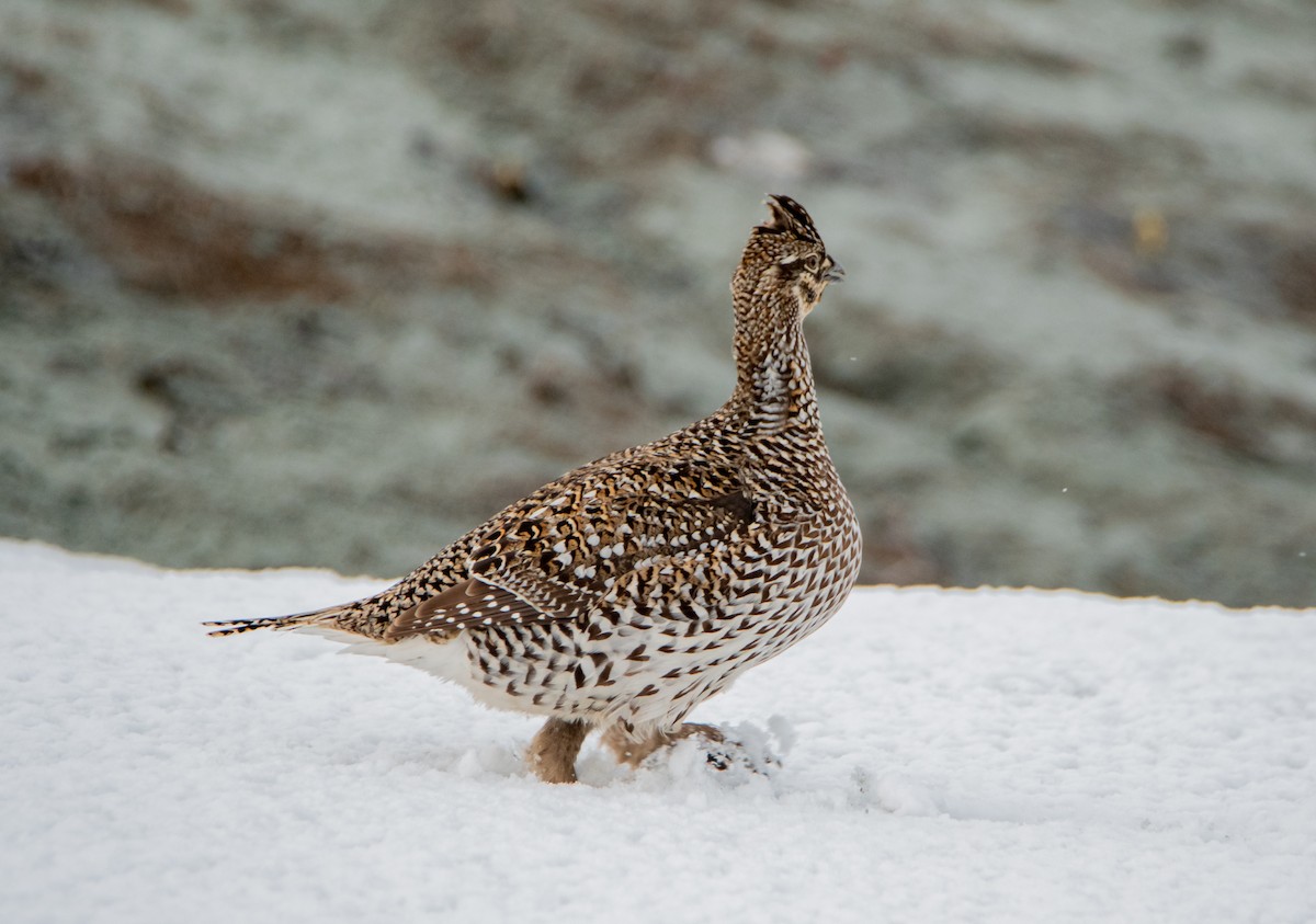 Sharp-tailed Grouse - ML440072991