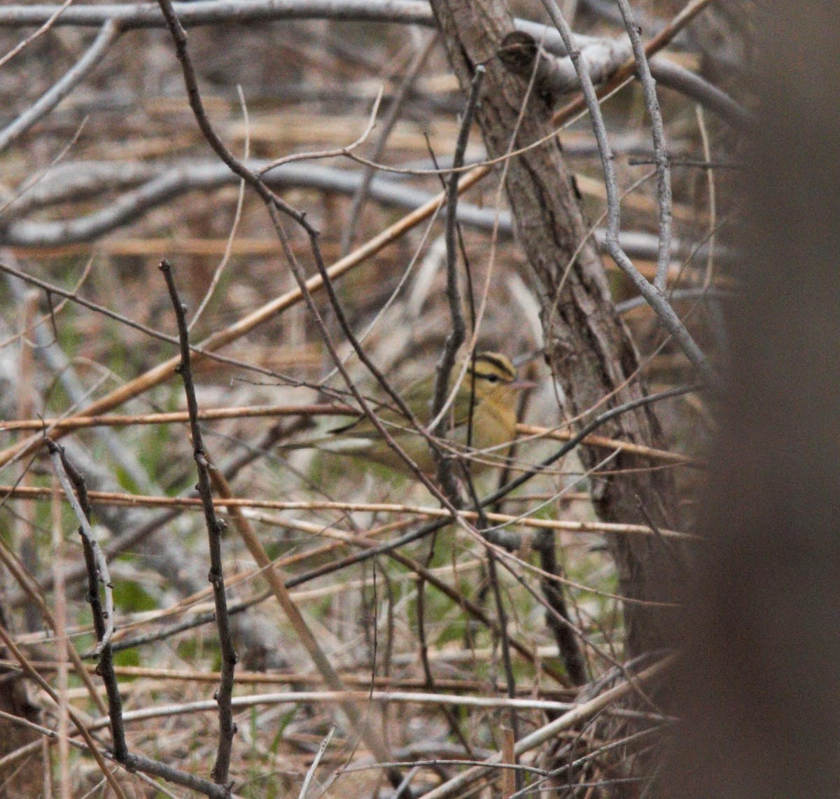 Worm-eating Warbler - Will Carlson