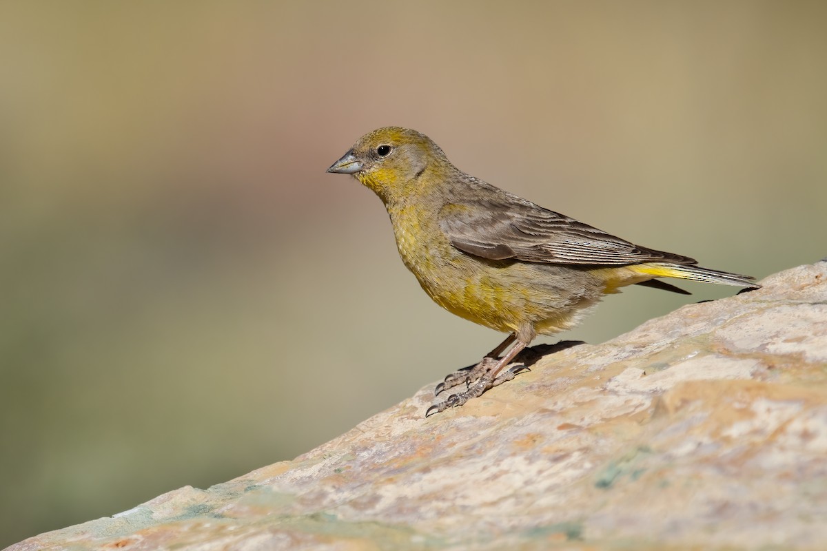 Greater Yellow-Finch - Dorian Anderson