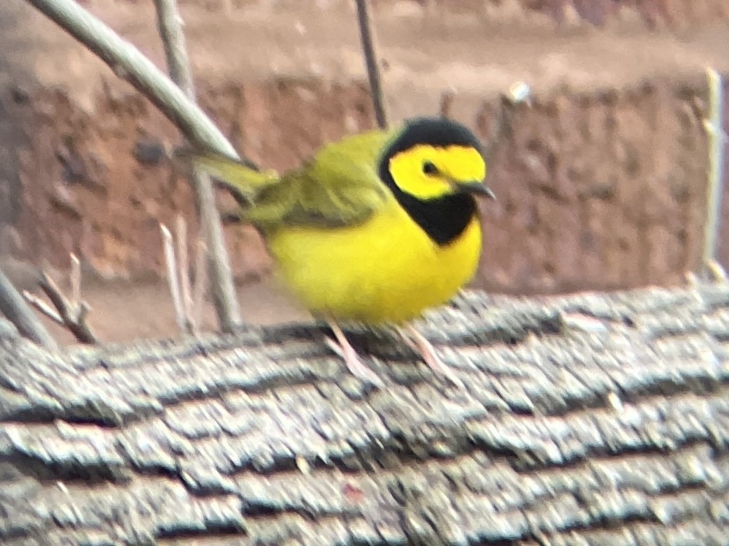 Hooded Warbler - ML440076751