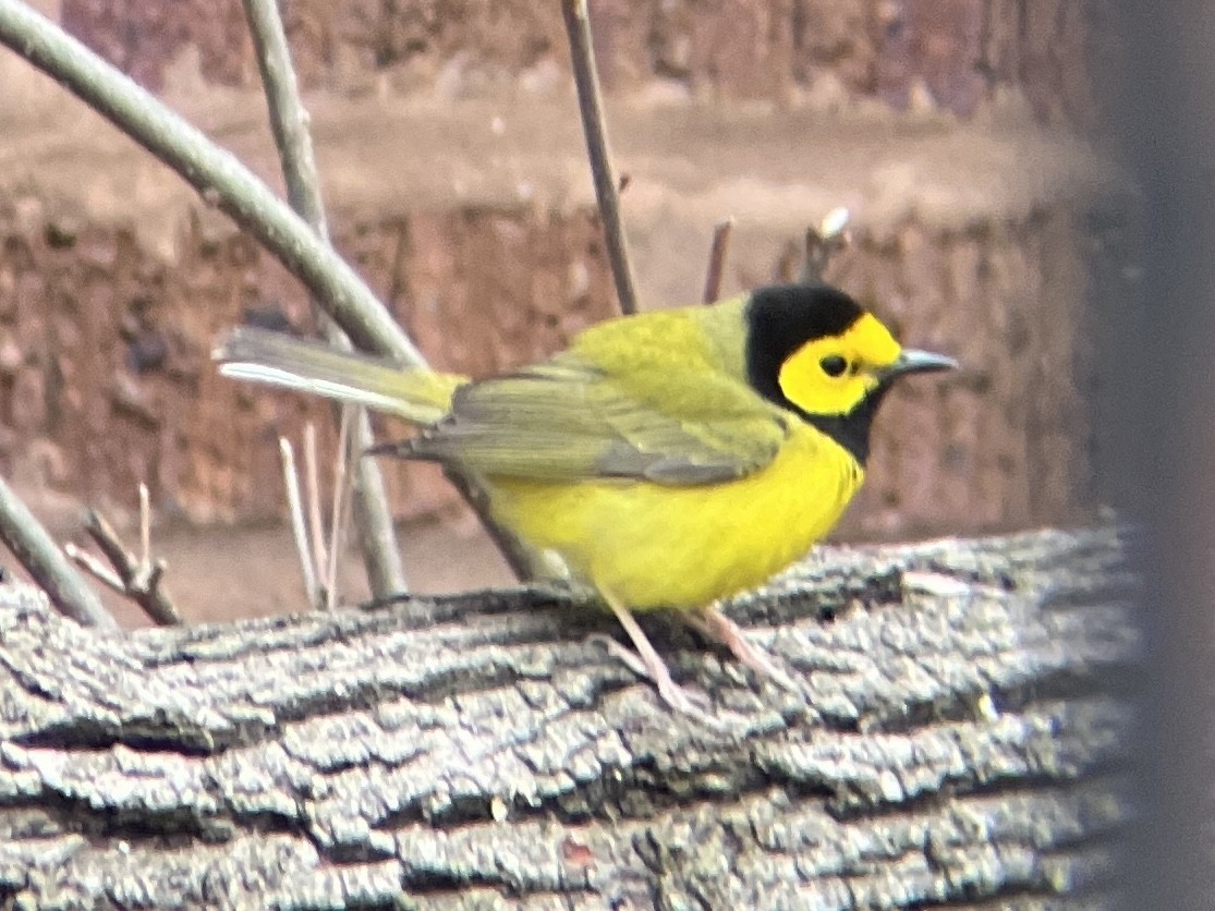 Hooded Warbler - ML440076761