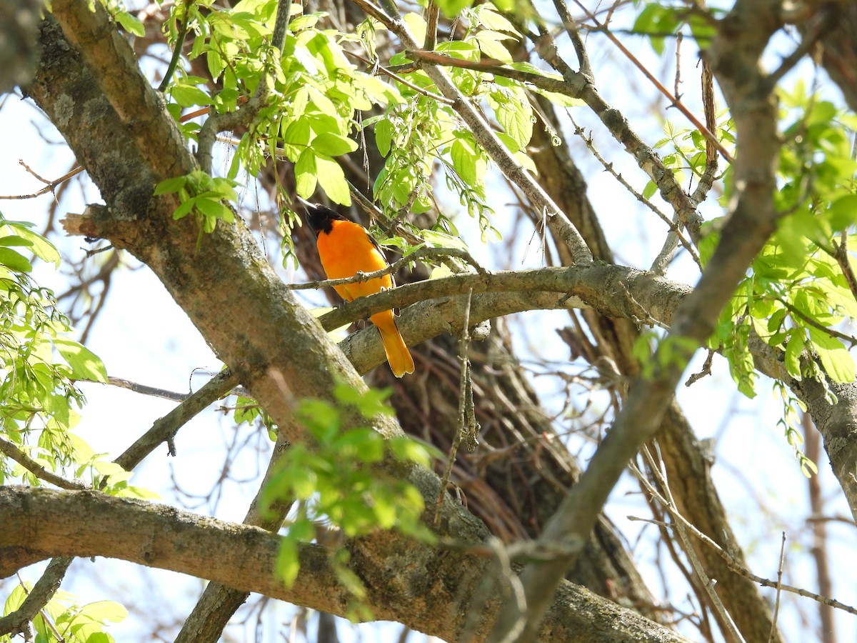 Baltimore Oriole - Elliot Kirschbaum