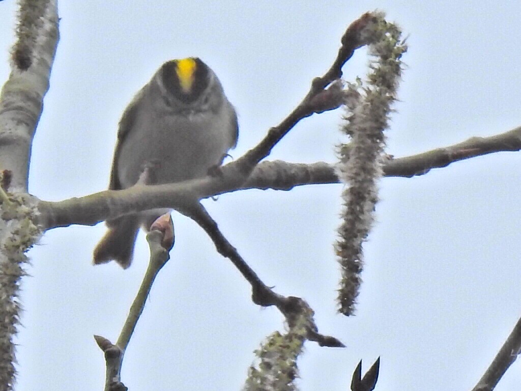 Golden-crowned Kinglet - André St Pierre Aline Beauchemin