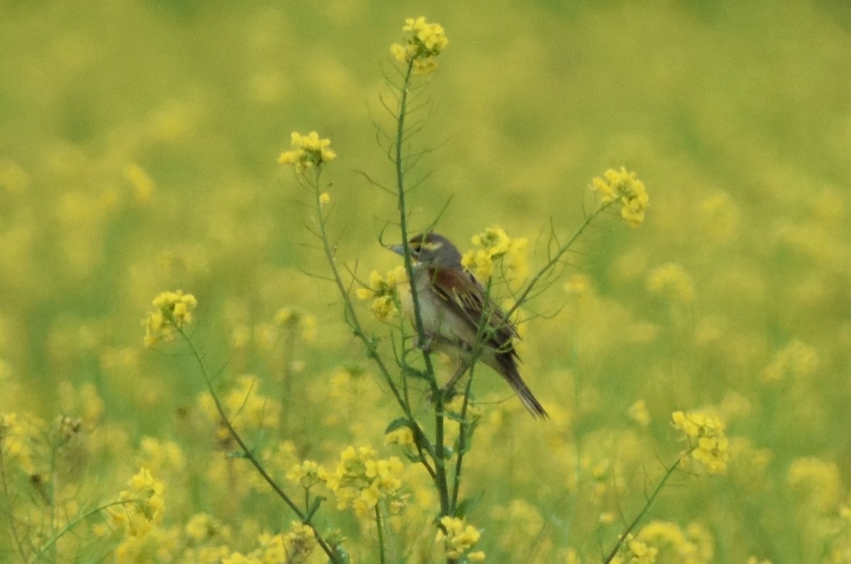 Dickcissel - Mark Greene