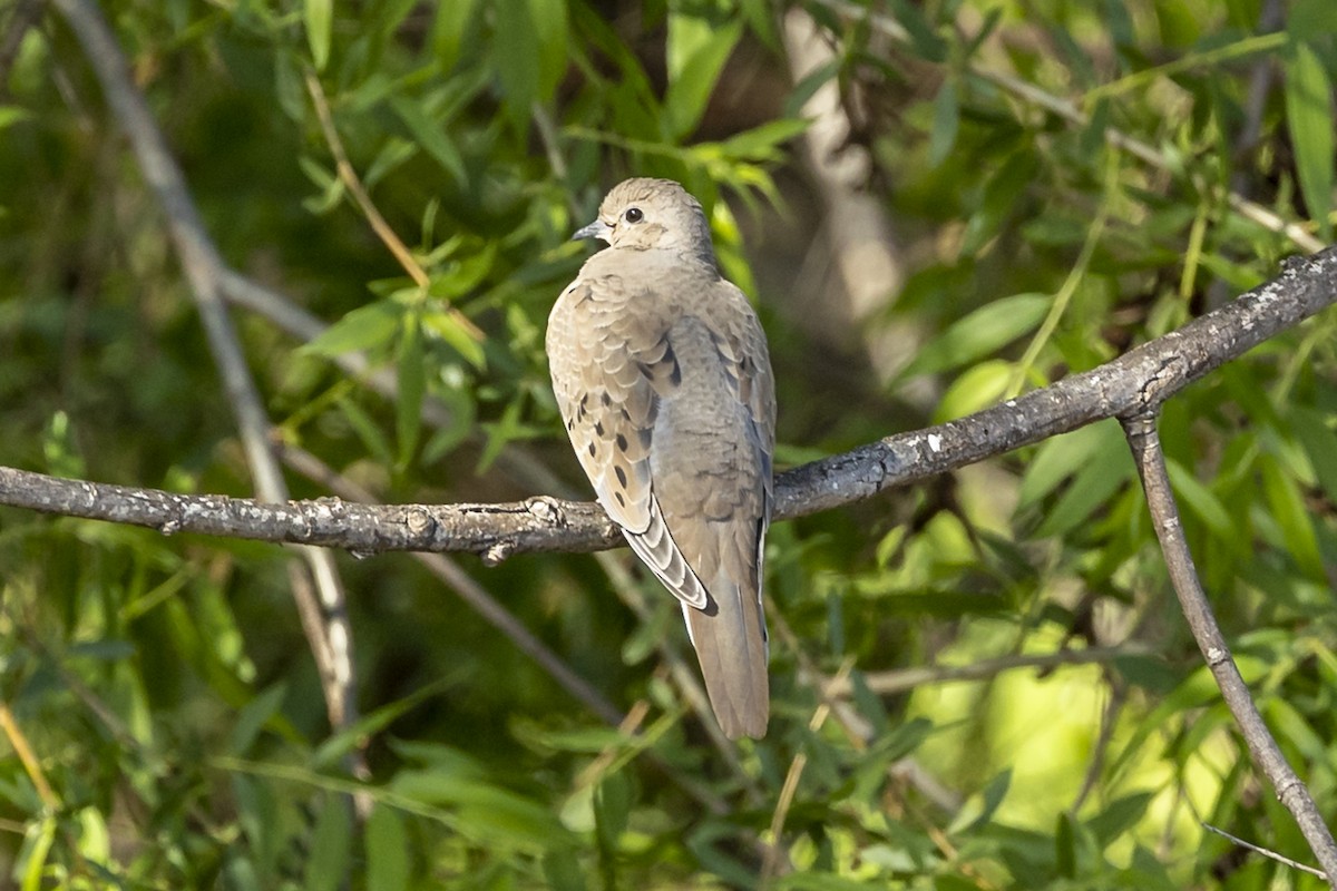 Mourning Dove - Kathryn McGiffen
