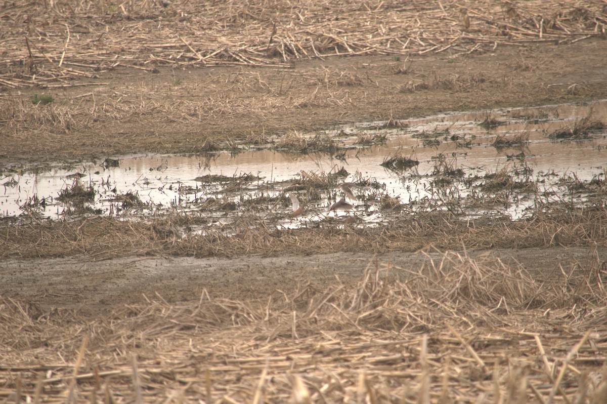 Long-billed Dowitcher - ML440081381