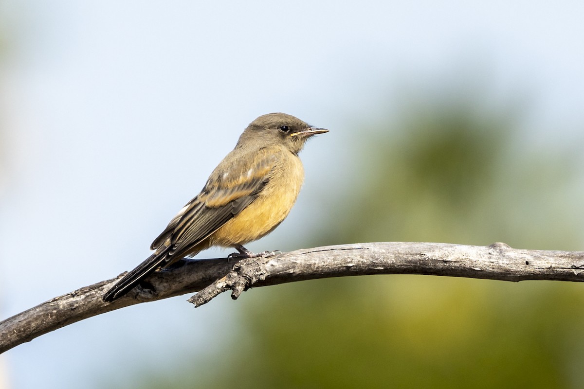 Say's Phoebe - ML440081641