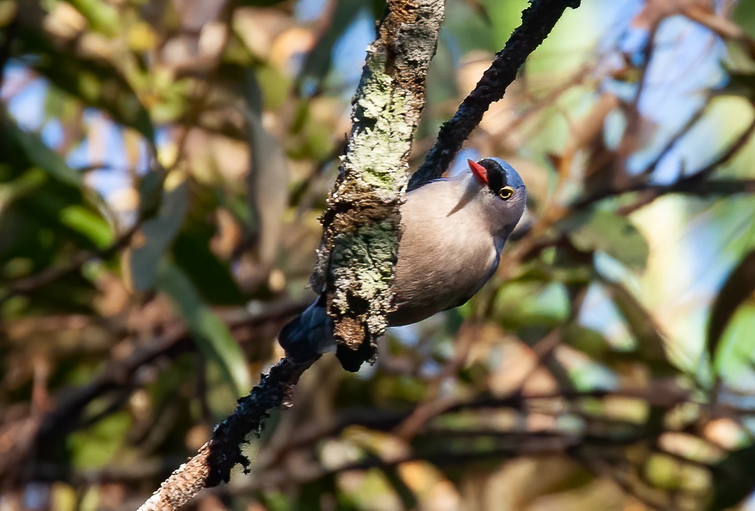 Velvet-fronted Nuthatch - ML440081711