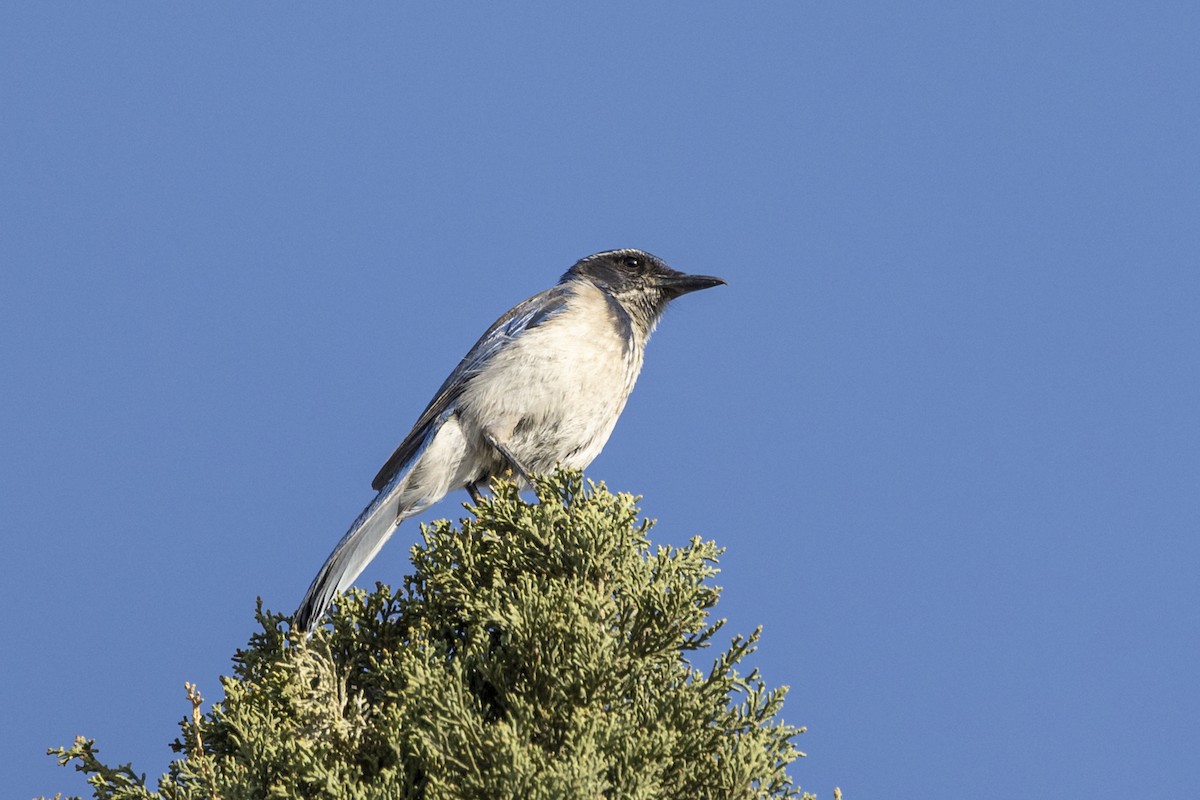 California Scrub-Jay - ML440081821