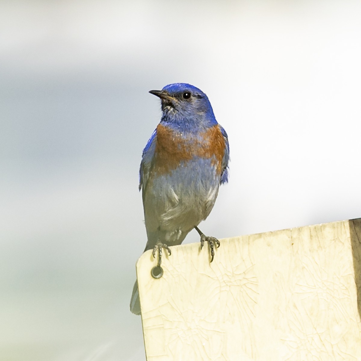 Western Bluebird - Kathryn McGiffen