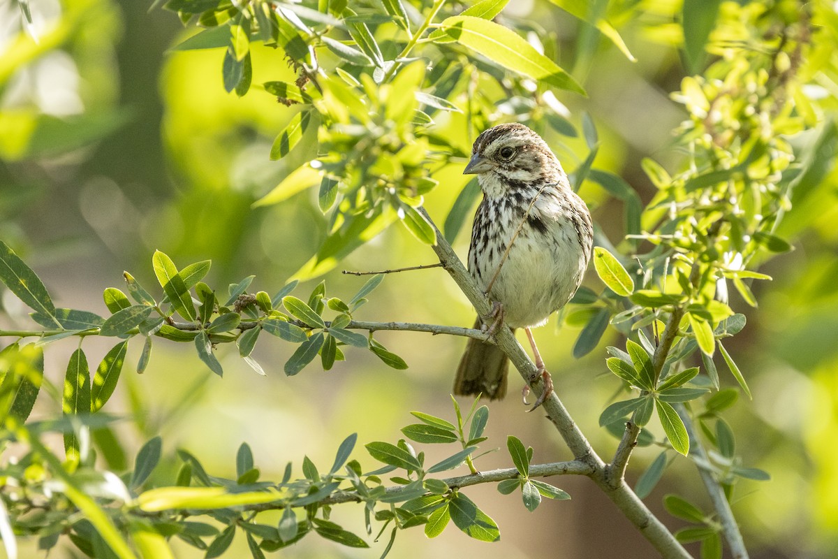 Song Sparrow - ML440082171