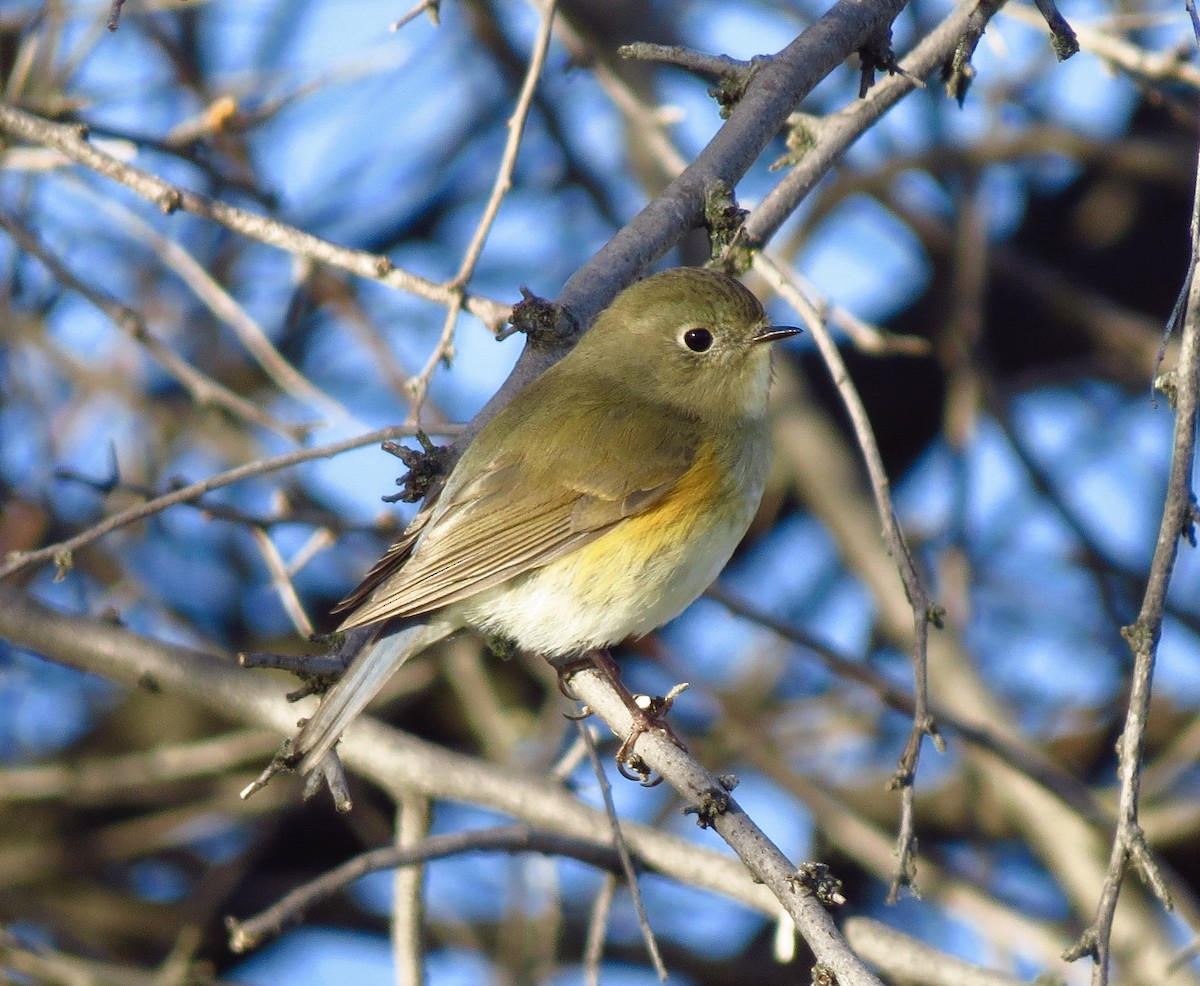 Red-flanked Bluetail - Jeremy Halka