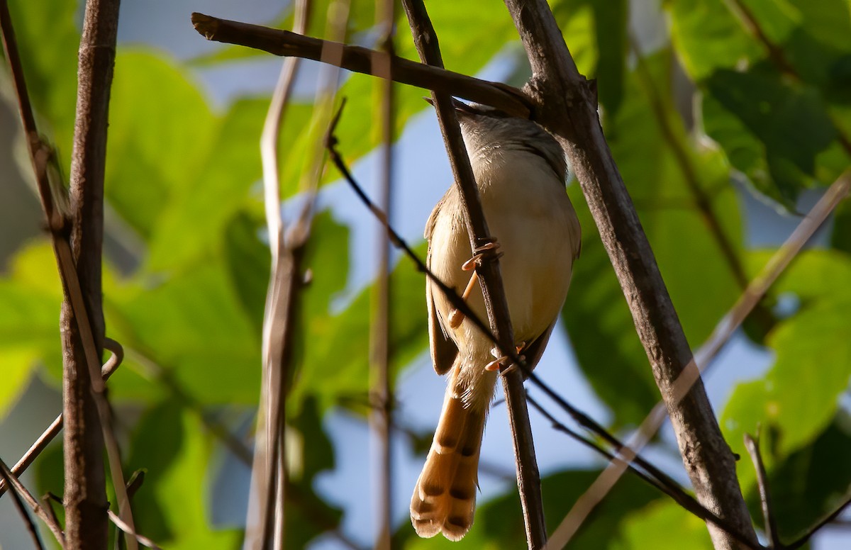 Rufescent Prinia - Chris Jones