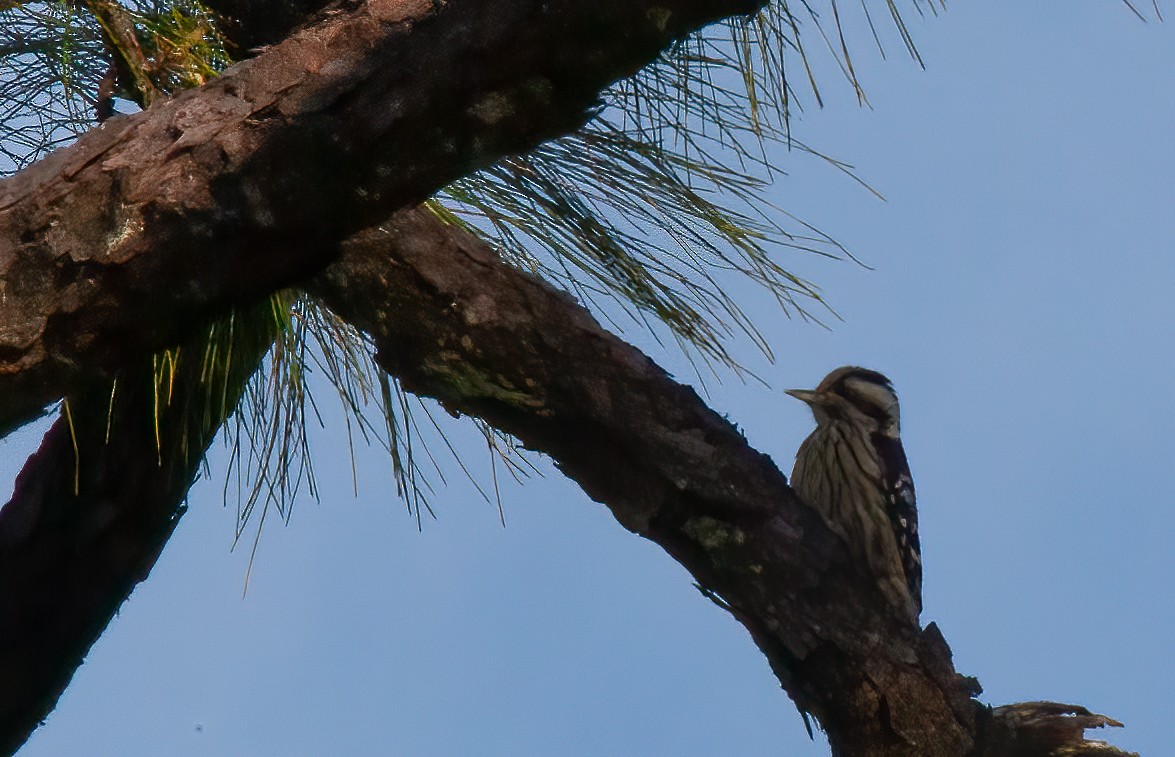 Gray-capped Pygmy Woodpecker - Chris Jones