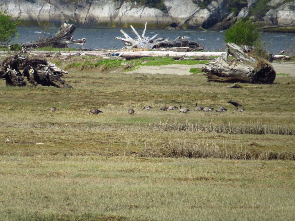 Greater White-fronted Goose - ML440083511