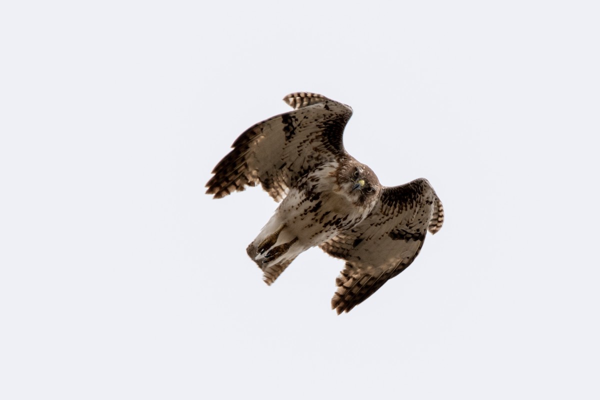 Red-tailed Hawk - ML440084011