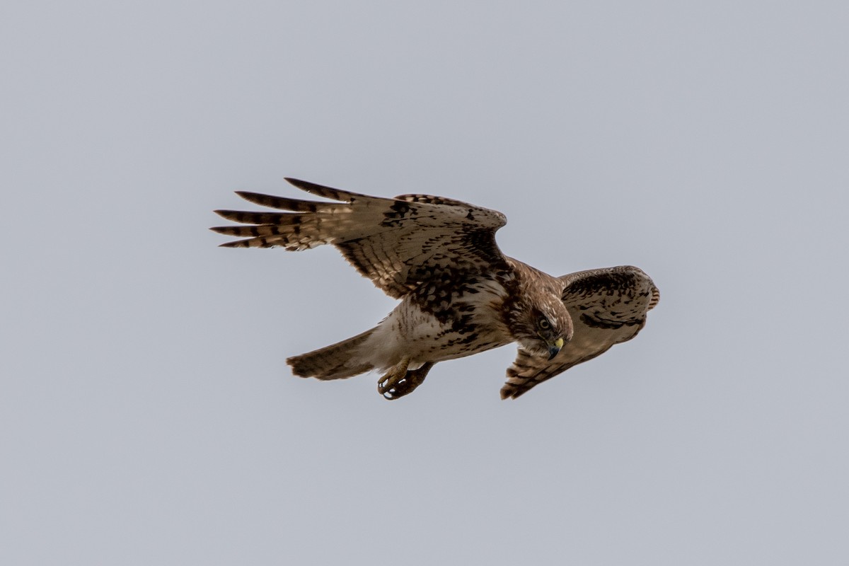 Red-tailed Hawk - ML440084041