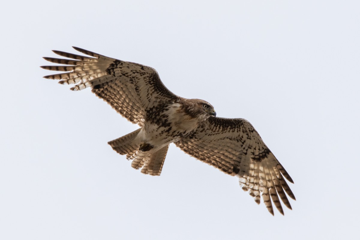 Red-tailed Hawk - ML440084111
