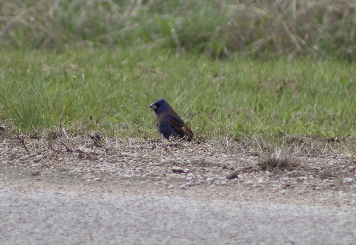 Blue Grosbeak - ML440084341