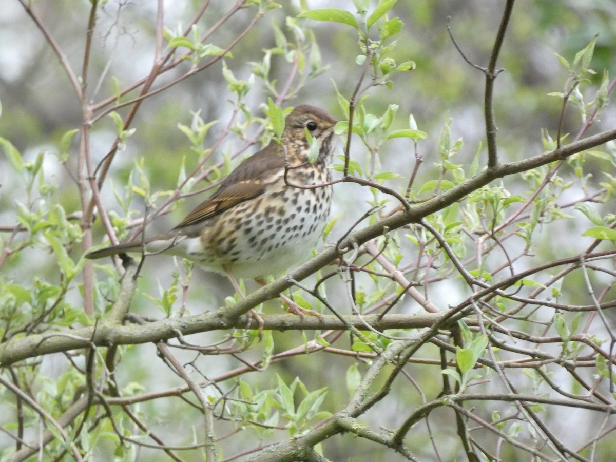 Song Thrush - ML440084571