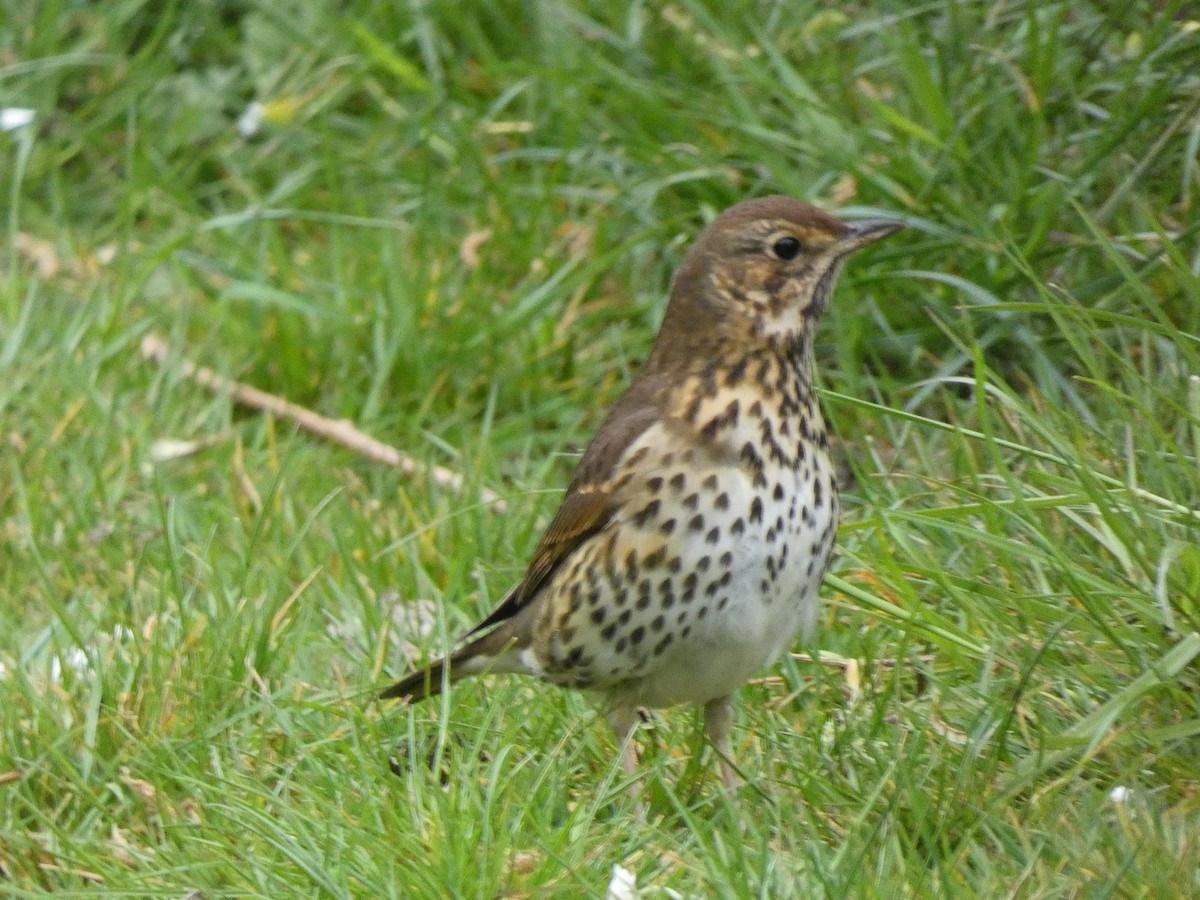 Song Thrush - ML440084591