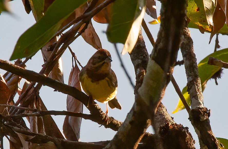 Chestnut Bunting - ML440084621