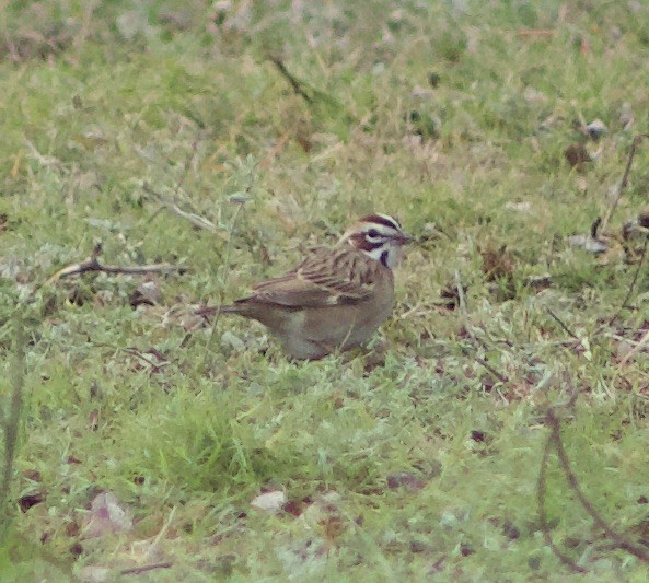 Lark Sparrow - ML440084651