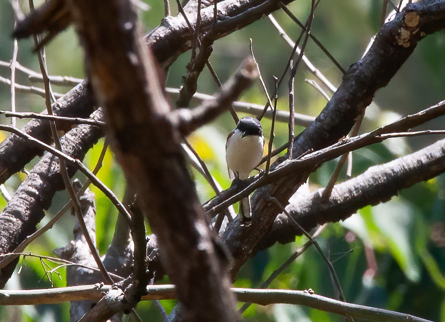 Burmese Shrike - ML440084811