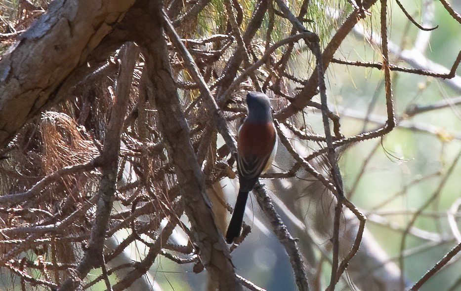 Alcaudón Birmano - ML440084921