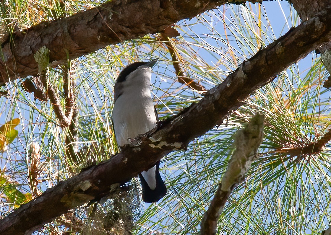 White-browed Shrike-Babbler (Blyth's) - Chris Jones