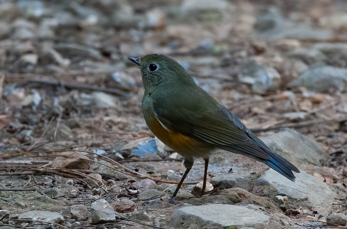 Red-flanked/Himalayan Bluetail - ML440085251