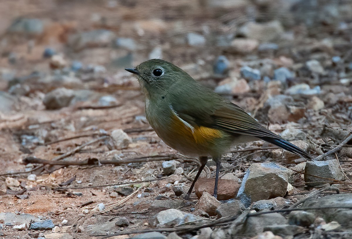 Red-flanked/Himalayan Bluetail - ML440085271
