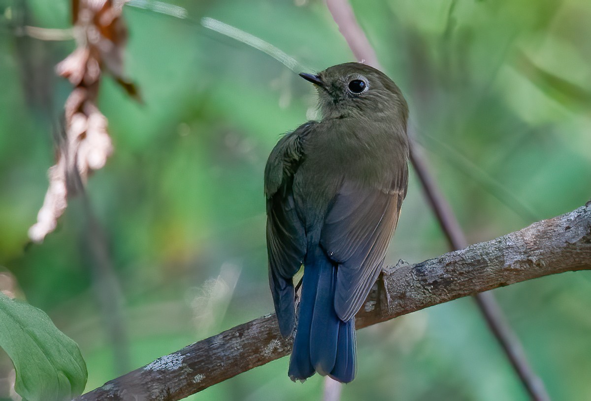 Red-flanked/Himalayan Bluetail - ML440085311